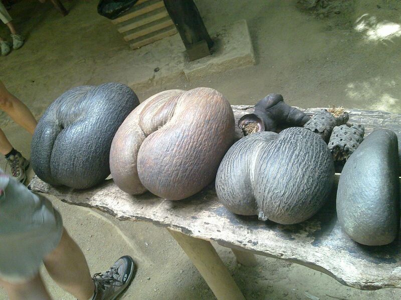 File:1024px-Coco de mer.jpg