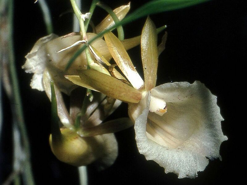 File:1024px-Galeandra lacustris Orchi 12.jpg