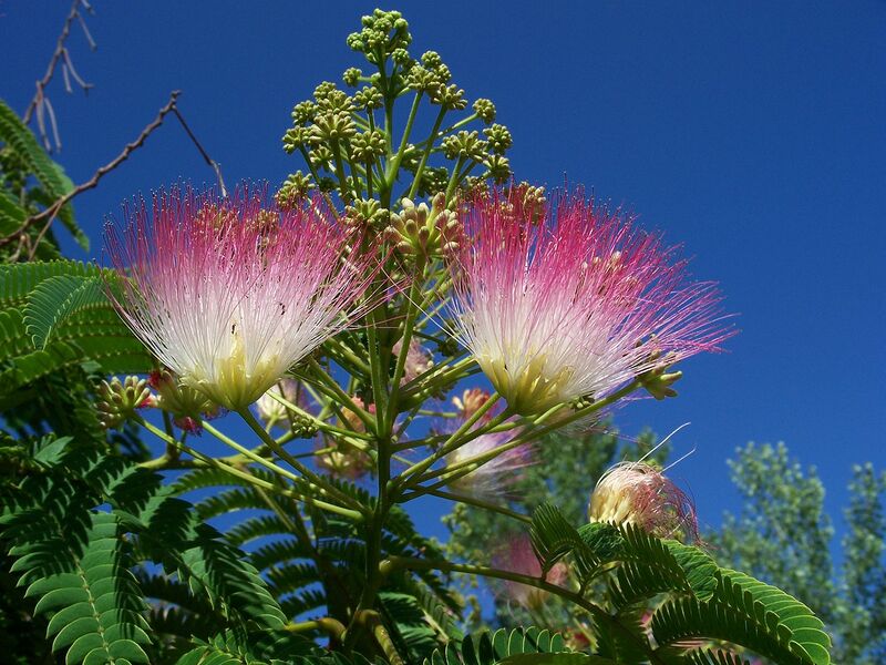 File:1280px-Albizia julibrissin9.jpg