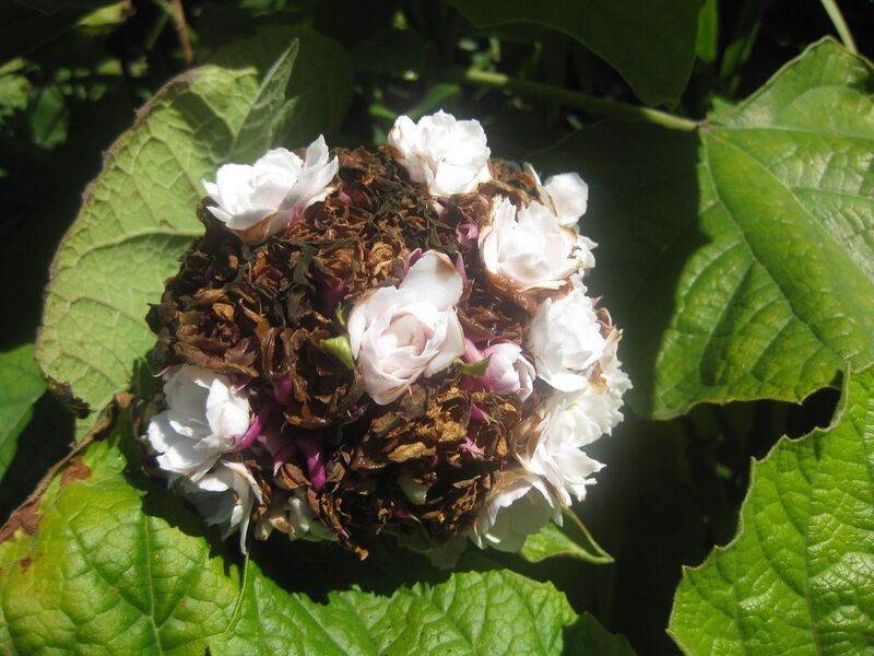 File:1280px-IMG 1999 hunt0903.jpg