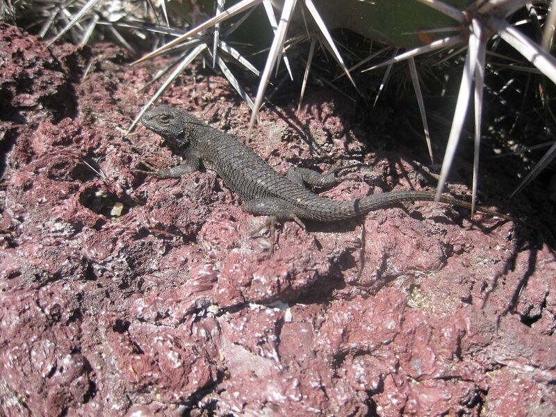 File:1280px-IMG 2414 hunt0903.jpg