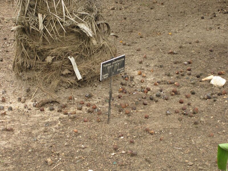 File:1280px-IMG 3863 hunt0904.jpg