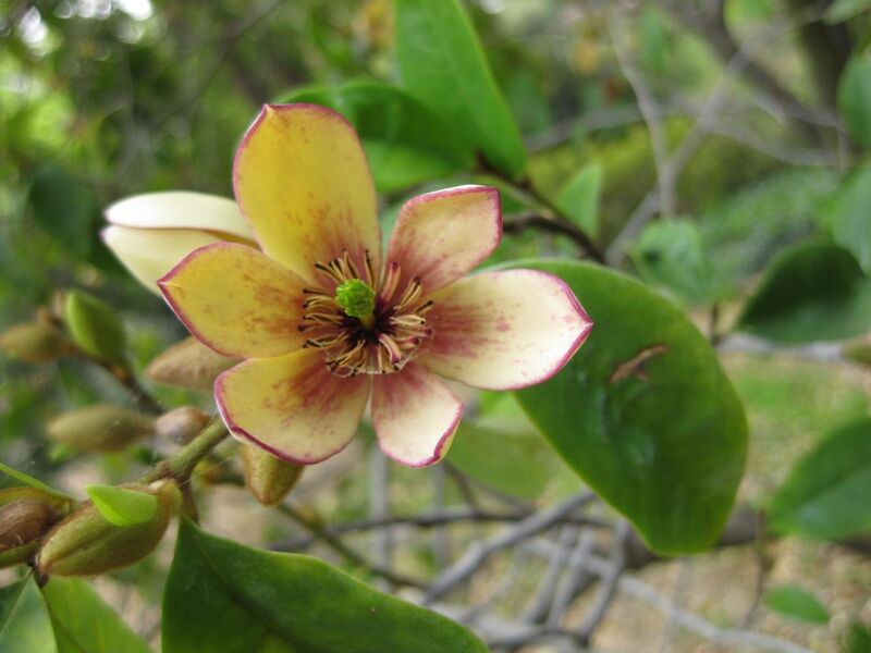 File:1280px-IMG 4961 hunt0904.jpg