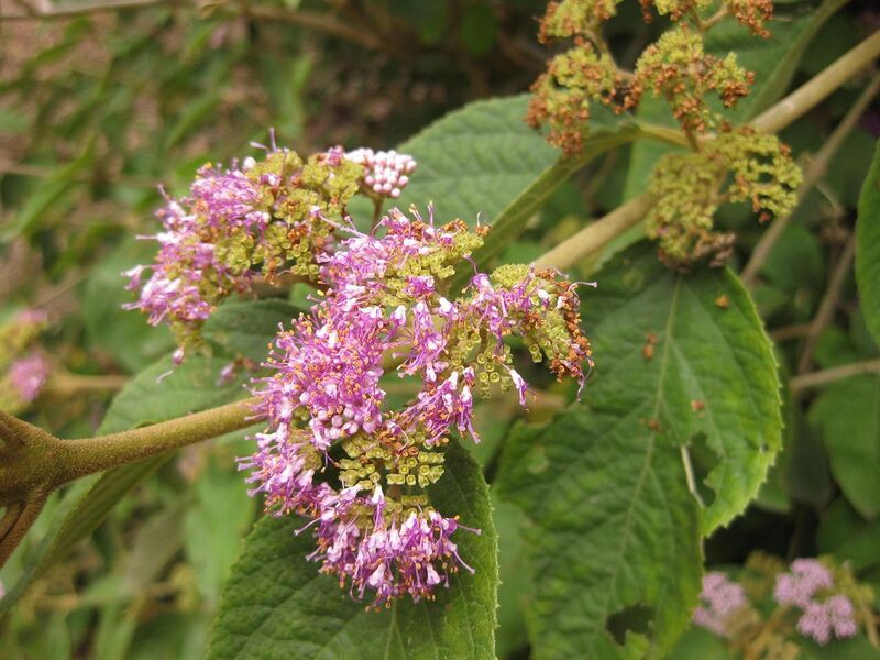 File:1280px-IMG 7236 hunt09jun.jpg