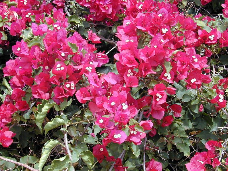 File:1280px-Starr 030418-0060 Bougainvillea spectabilis.jpg