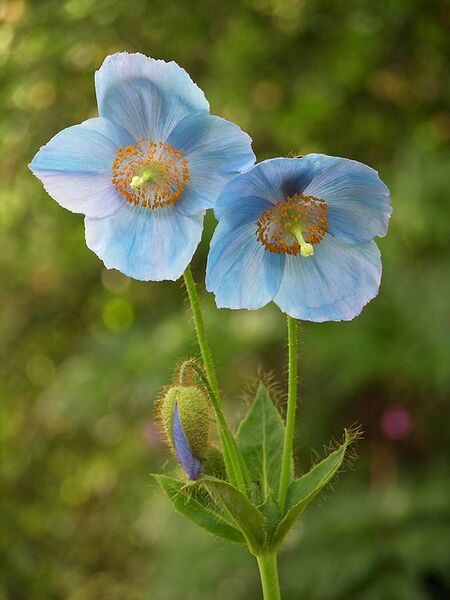File:576px-Blue Poppy Meconopsis sp Flowers 2448px.jpg