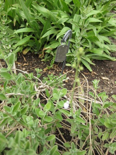 File:576px-IMG 5089 hunt0904.jpg