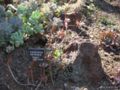 Echeveria sedoides