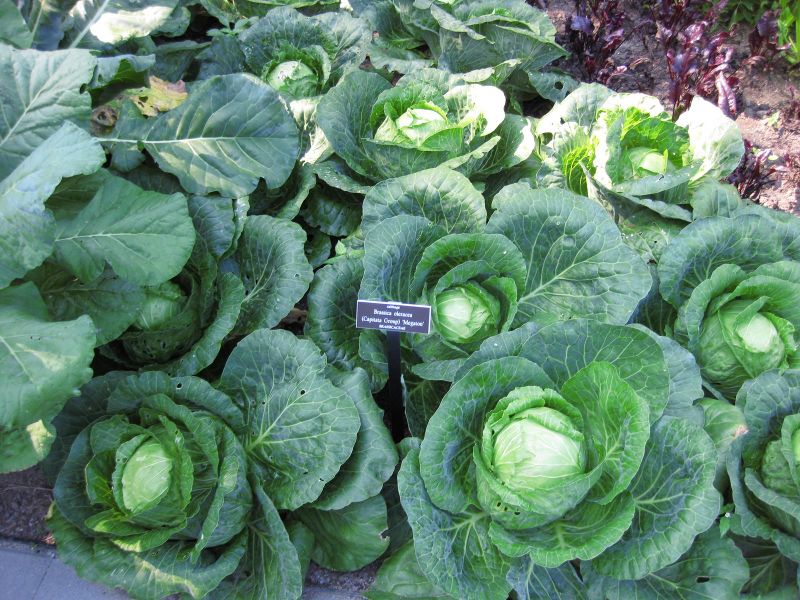 File:IMG 0384 nybg09.jpg