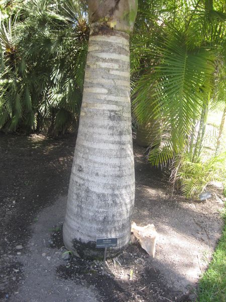 File:IMG 2094 hunt0903.jpg