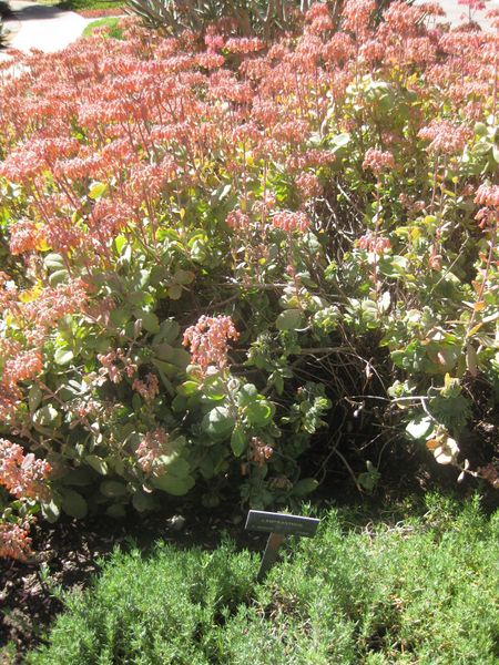 File:IMG 2142 hunt0903.jpg