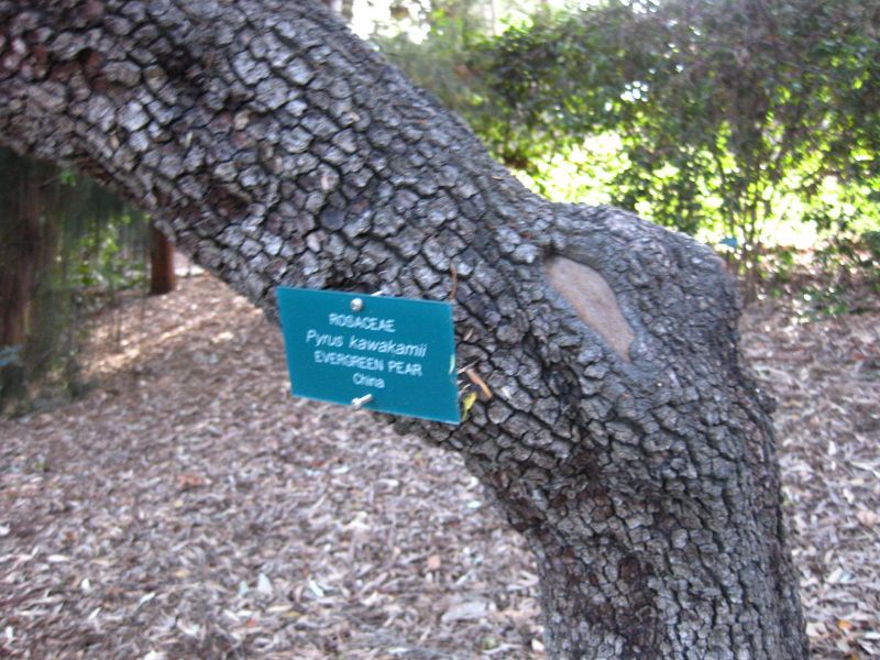 File:IMG 2579 ucla09.jpg