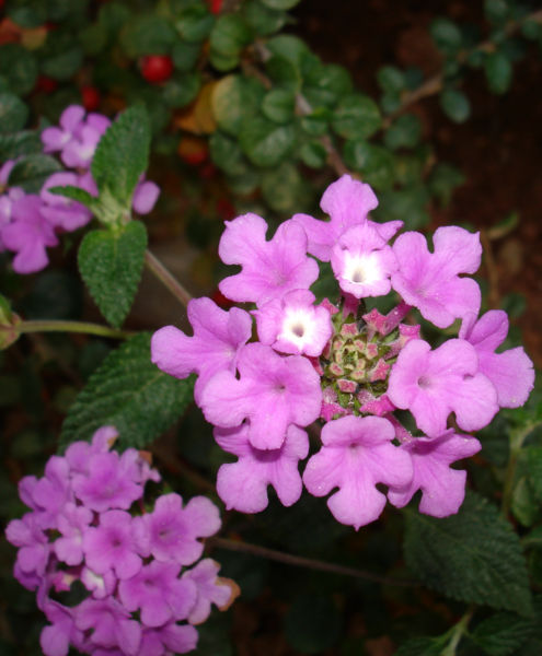 File:Lantana-3175.jpg