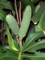 Immature fruits