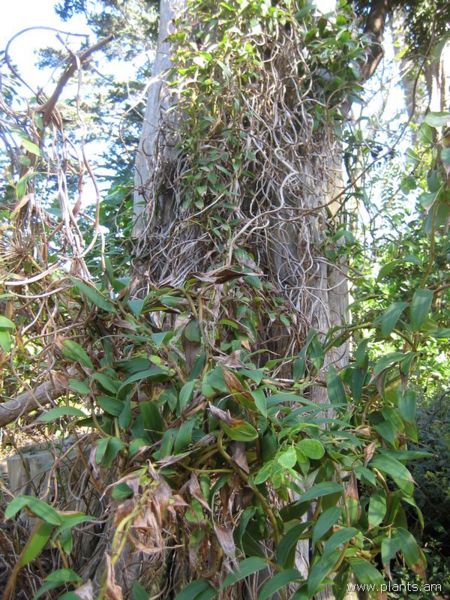 File:Oreopanax capitatus-IMG 7765 sfbg0308.jpg
