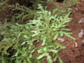 Pacific Yew mat form