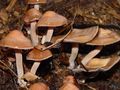 Panaeolus subbalteatus