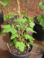 Ribes sanguineum