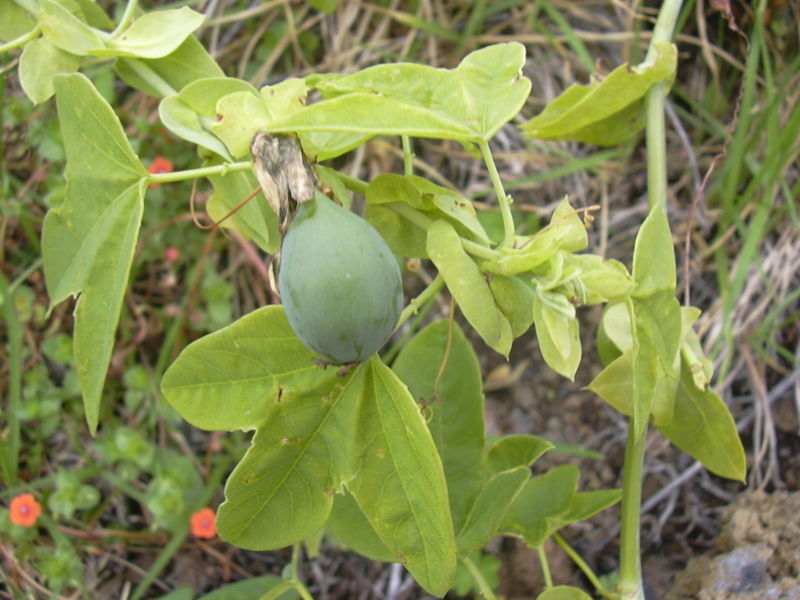 File:Starr 030628-0052 Passiflora subpeltata.jpg