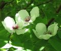 Stewartia malacodendron