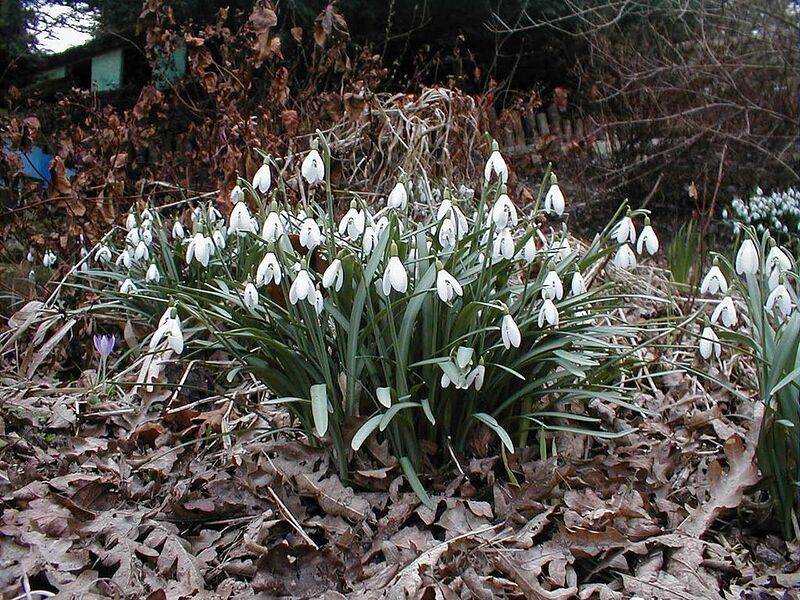 File:1024px-Blaikiewell snowdrops.jpg