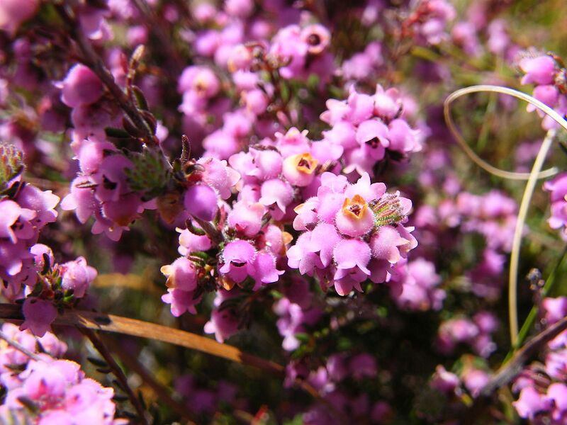 File:1024px-Erica mollis showing enlarged, flattened stigma.JPG