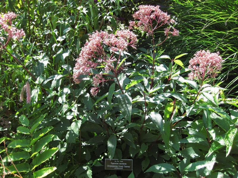 File:1024px-IMG 0229 nybg09.jpg