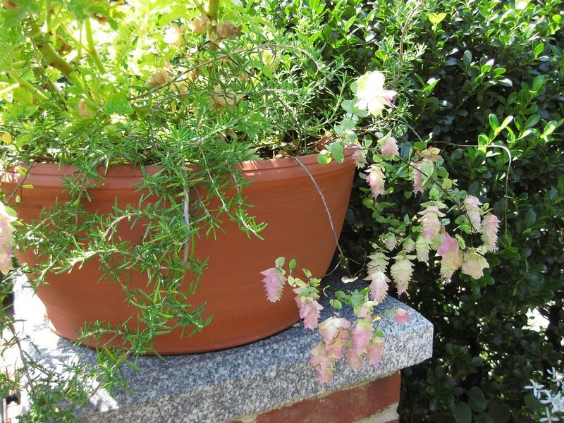 File:1024px-IMG 0264 nybg09.jpg