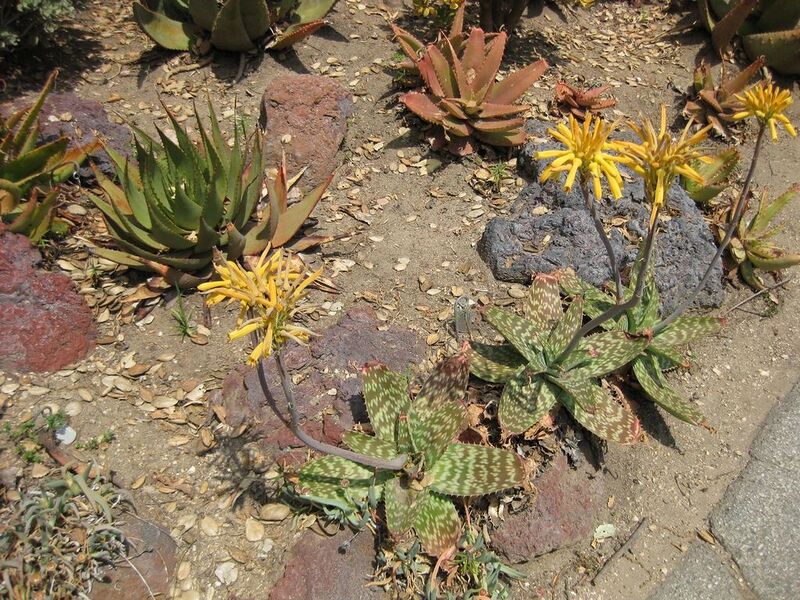 File:1024px-IMG 4325 hunt0904.jpg