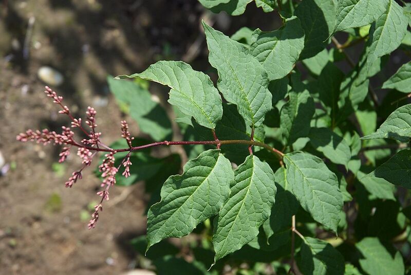 File:1024px-Syringa josiflexa B.jpg