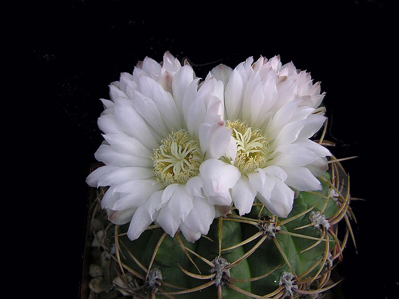 File:1280px-Gymnocalicium multiflorum 3.JPG