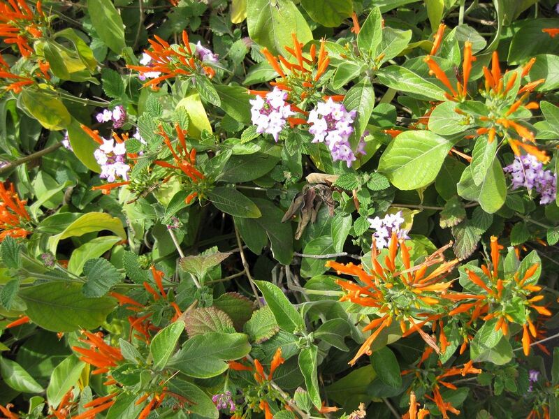 File:1280px-IMG 4515 hunt0904.jpg