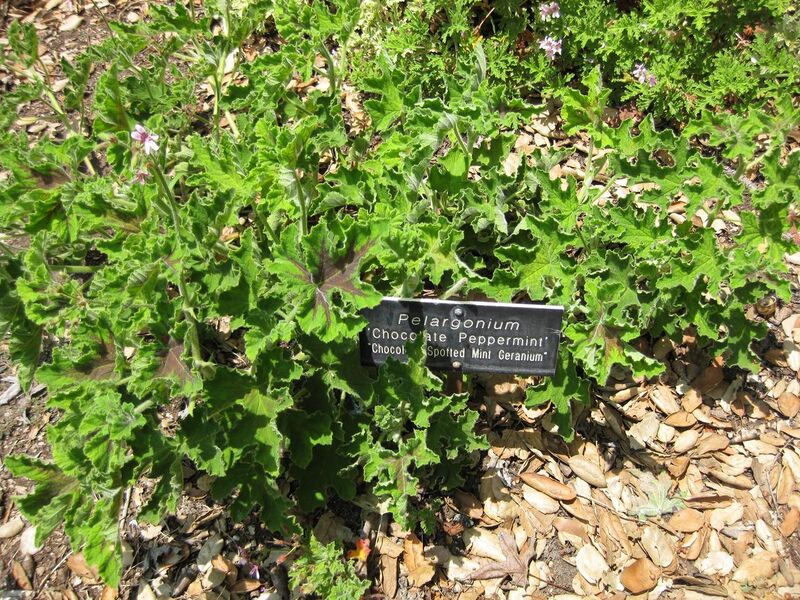 File:1280px-IMG 7642 hunt09jun.jpg