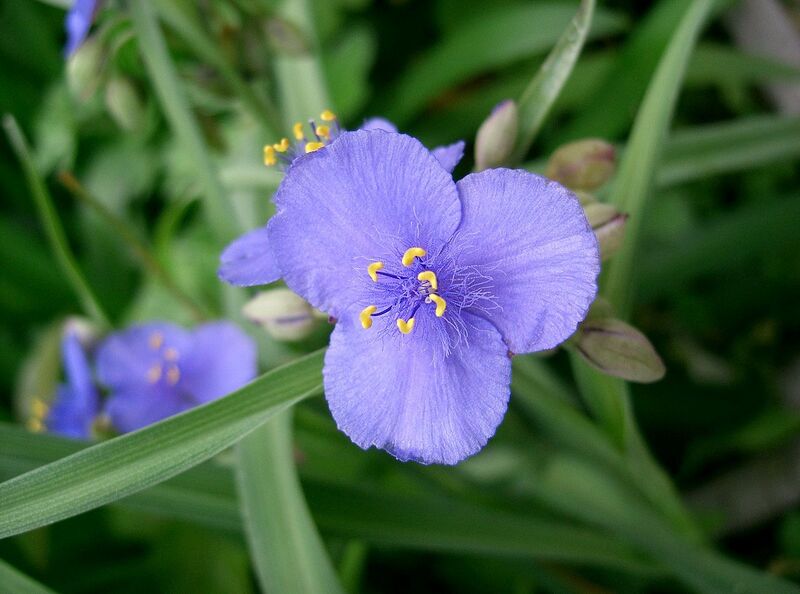 File:1280px-Tradescantia ohiensis2.jpg