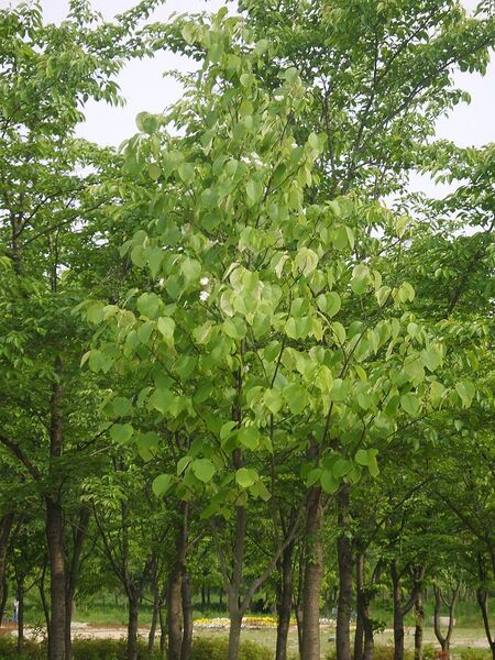 File:768px-Styrax obassia 1.JPG