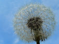 Thumbnail for version as of 04:59, 4 May 2007