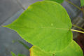 Closeup of a leaf