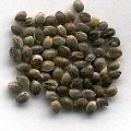 Some Cannabis sativa seeds