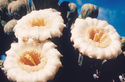 Saguaro Cactus blossom