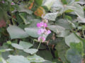 Thumbnail for version as of 10:51, 12 July 2007