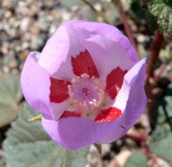 desert five-spot (Eremalche rotundifolia)