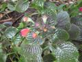 Thumbnail for version as of 05:29, 24 November 2009