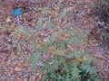 Thumbnail for version as of 17:56, 26 November 2009