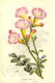 Thumbnail for version as of 19:18, 20 November 2007