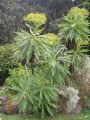 Sonchus palmensis
