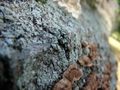 Foliose lichen grows on a fallen log.