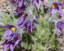 Pasque flower