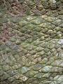 Bark of Cycas rumphii