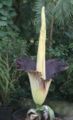 Amorphophallus titanum