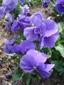 Blue cultivar